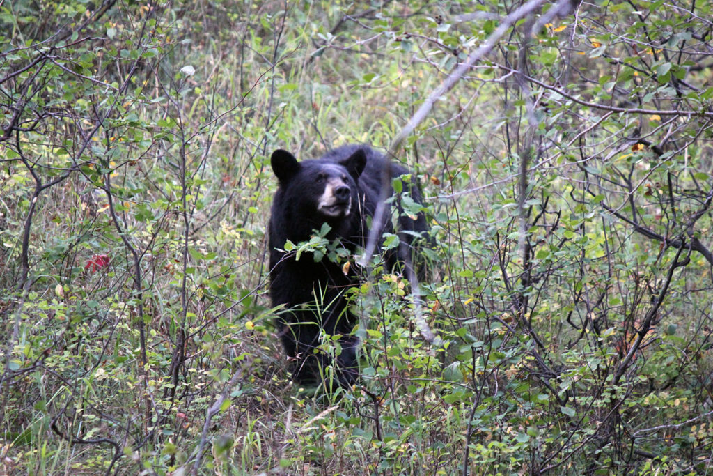 Black Bear