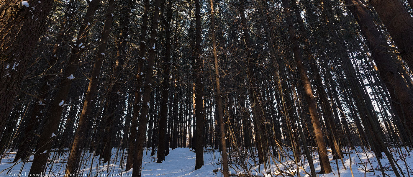 Snowshoeing in a Winter Wonderland