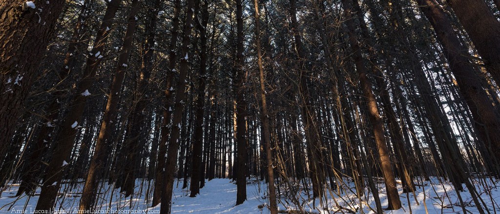 Snowshoeing in a Winter&nbsp;Wonderland