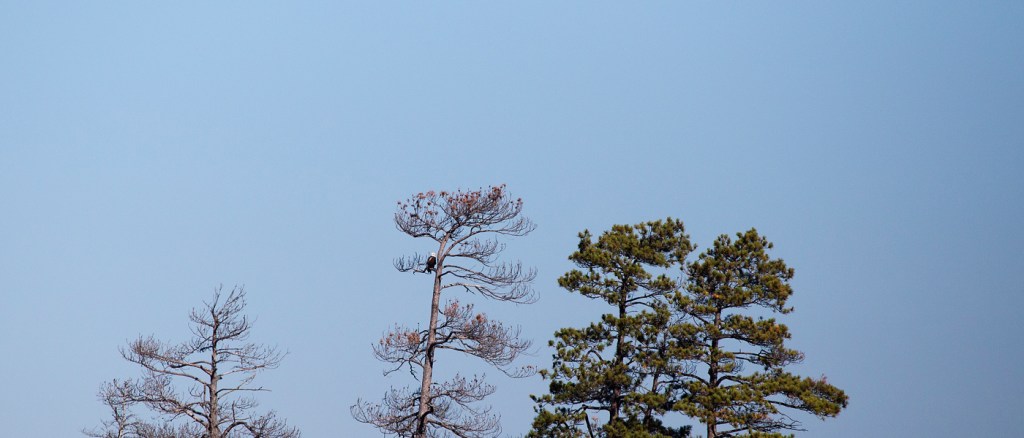 Finding Nature at Seney Wildlife&nbsp;Refuge