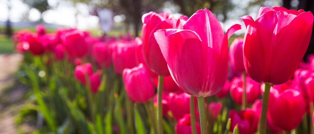 Pink tulips