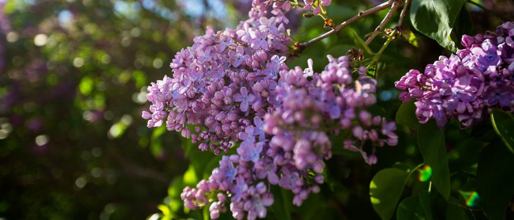 Lovely Lilacs on Michigan’s Most Famous&nbsp;Island