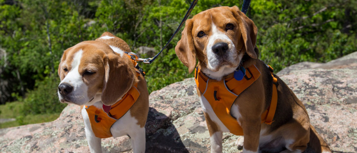 Camping with Dogs