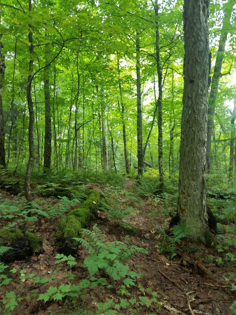 Trail