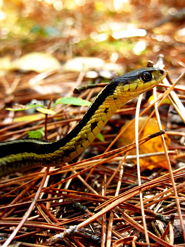 Snake