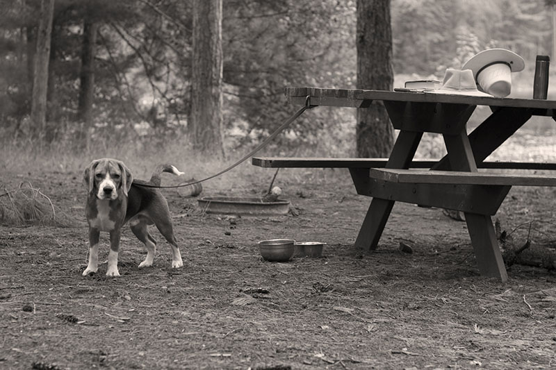 Brisco