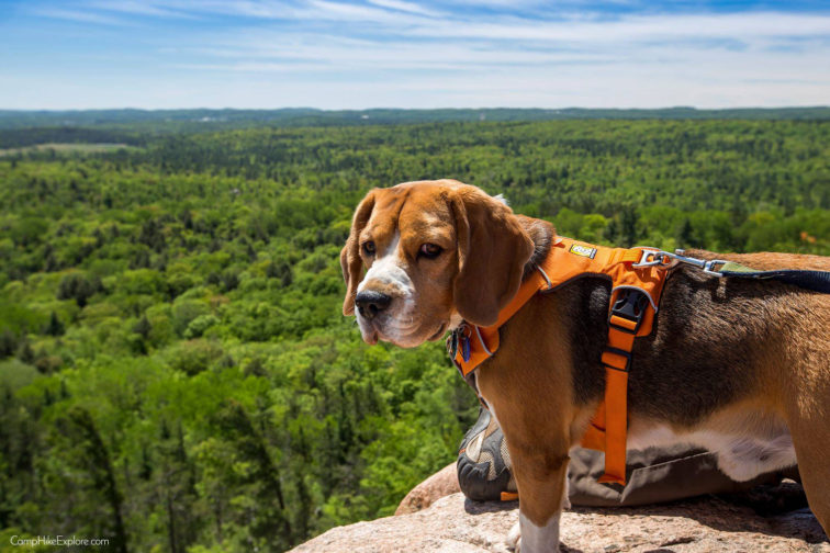 Brisco checking out the view