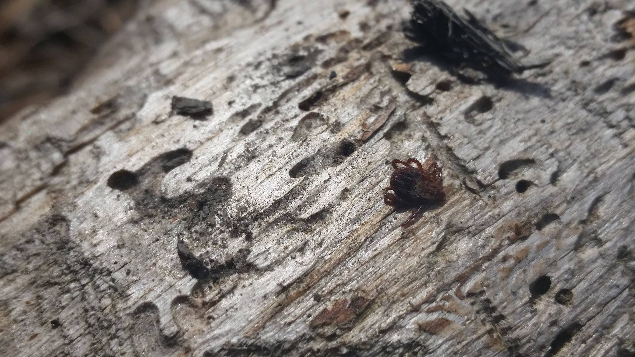 Female Dog Tick