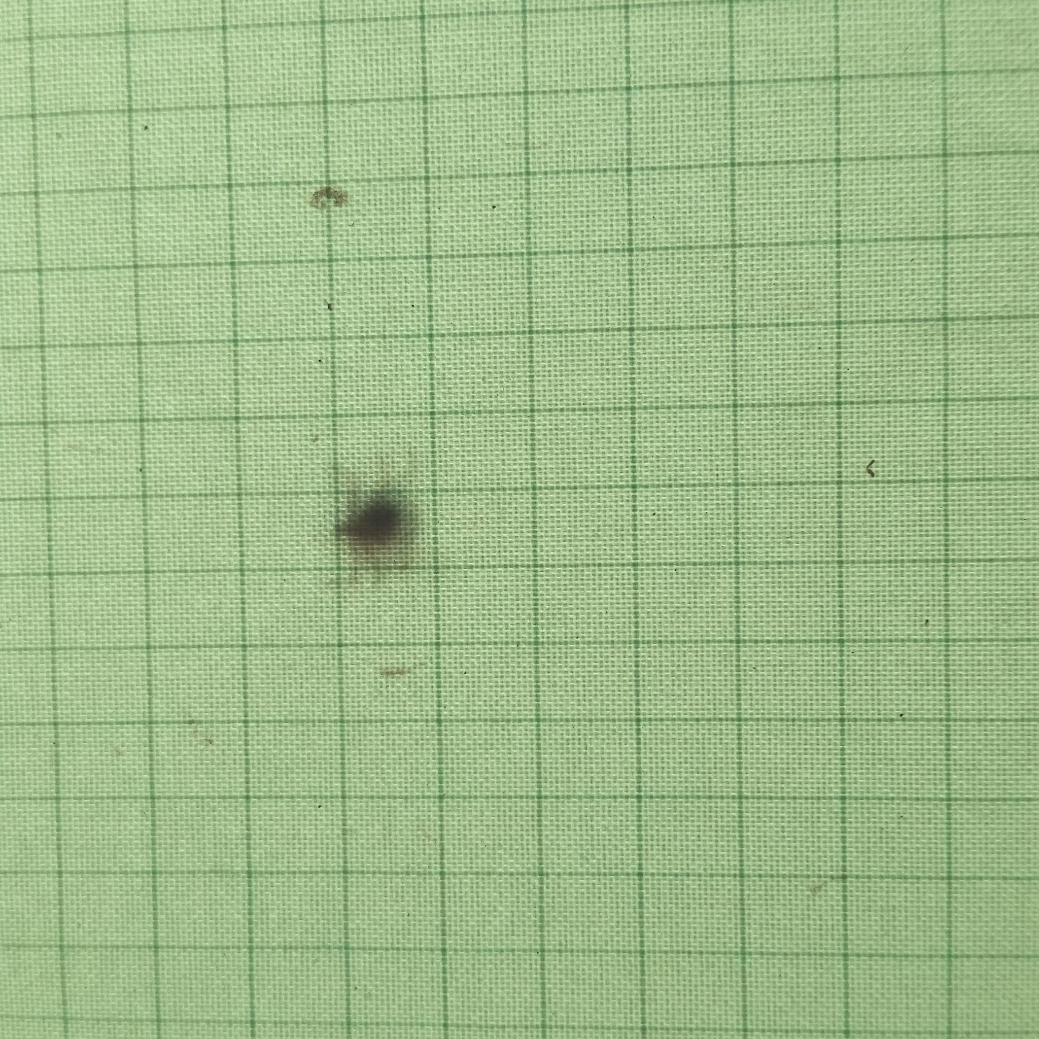 Tick on the outside of the tent