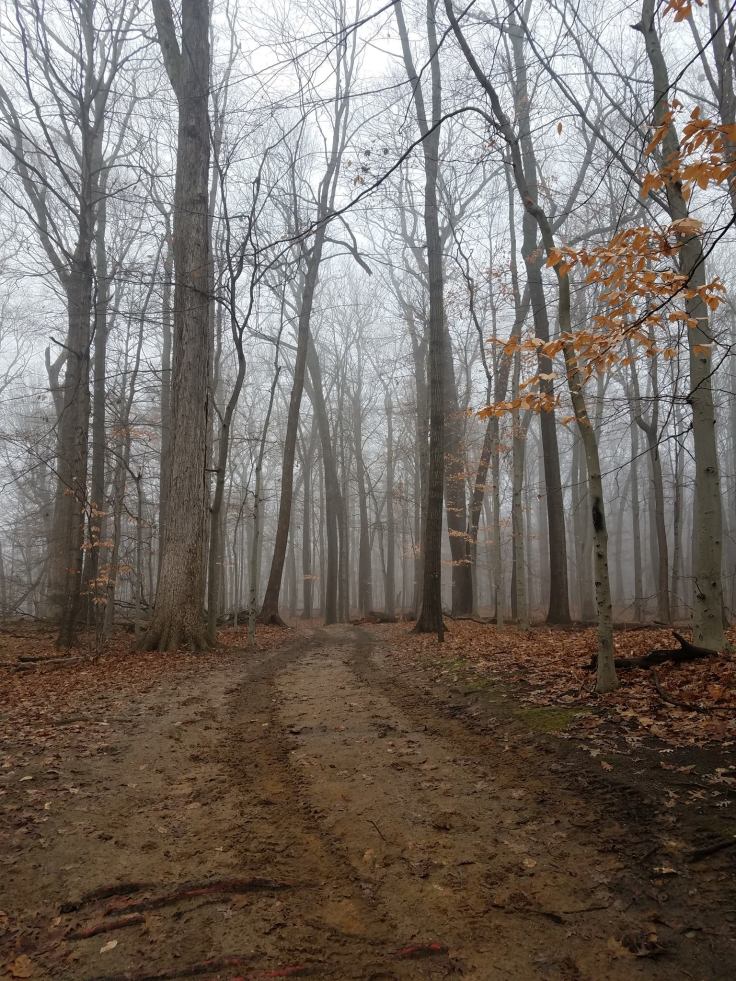 Foggy trail