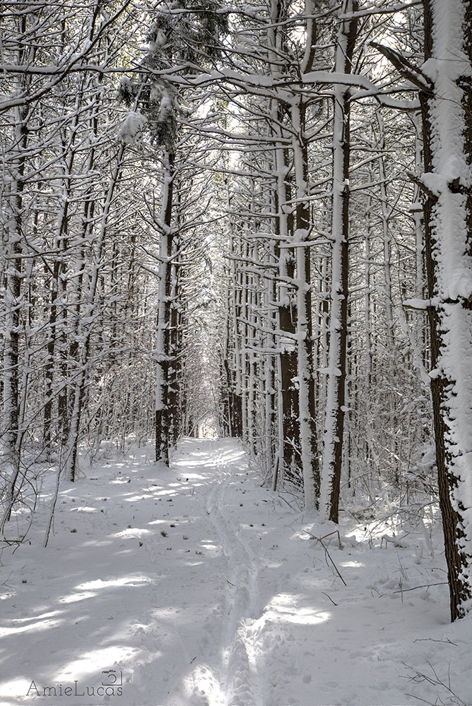 Pine Trees
