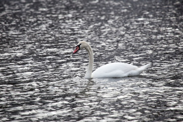 Swan