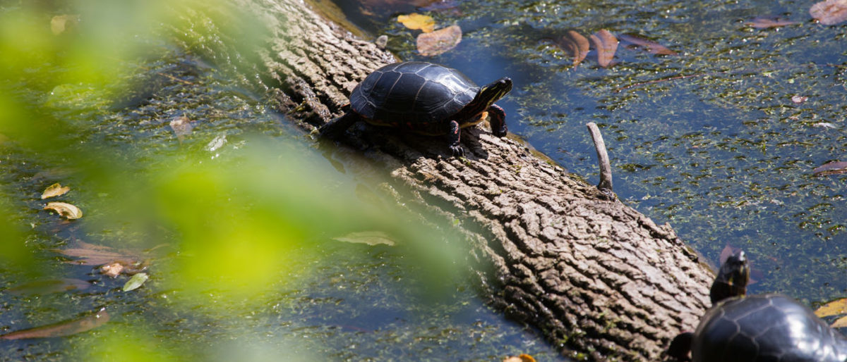 Hiking the Trails of Chippewa Nature Center