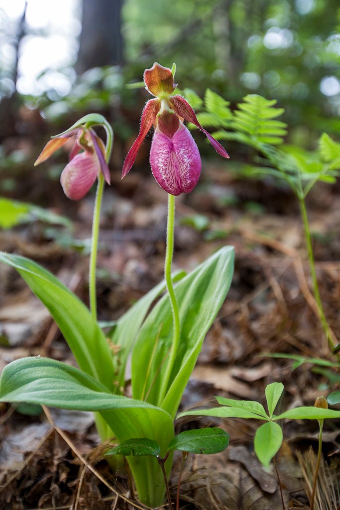 Lady Slipper