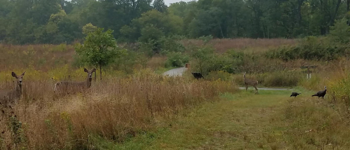 Trail Running at Fenner Nature Center