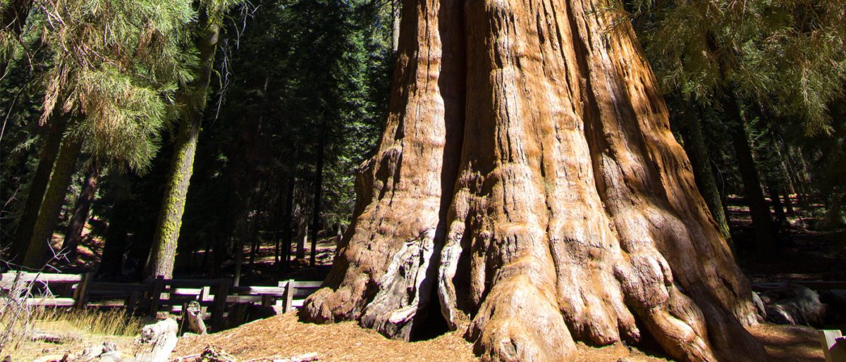 Visiting General Sherman in Sequoia National Park