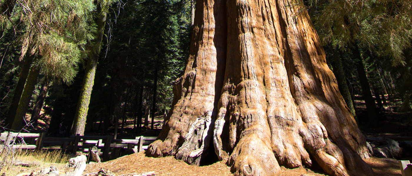 Sequoia National Park