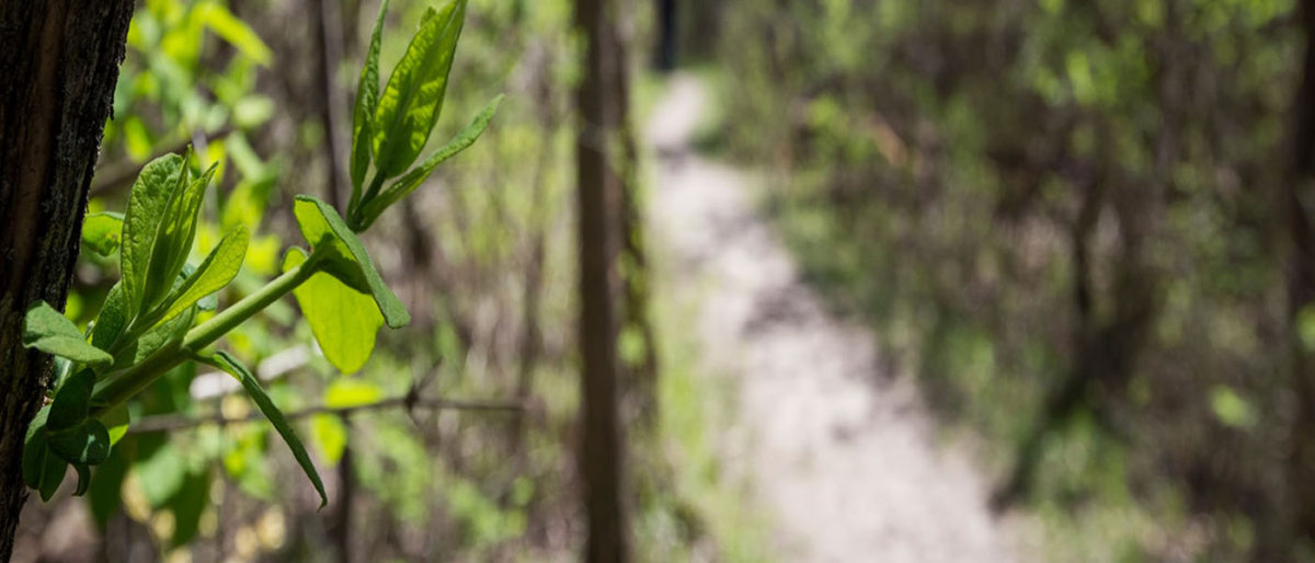 Run-a-Munk at Woldumar Nature Center