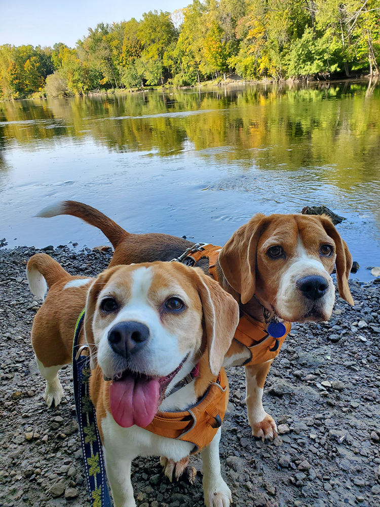 Brisco and Delilah at Lincoln Brick Park