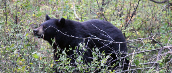 Camping with Black Bears