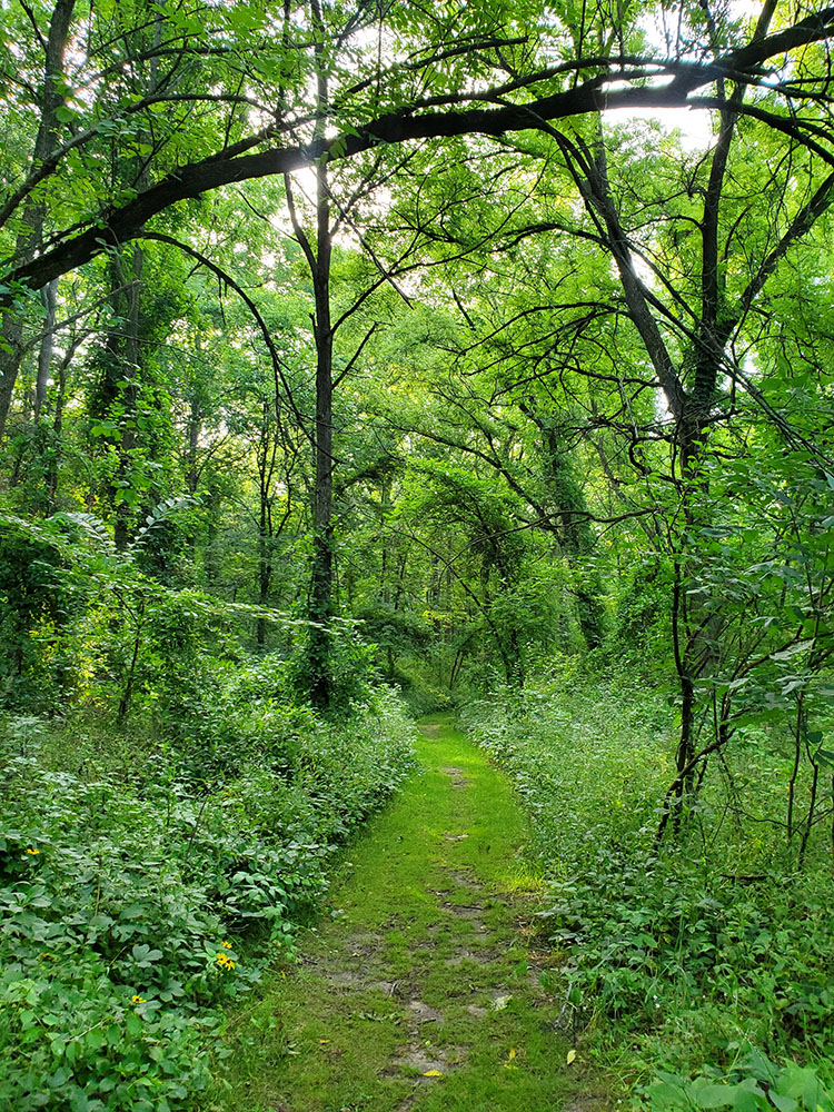 Grassy Path