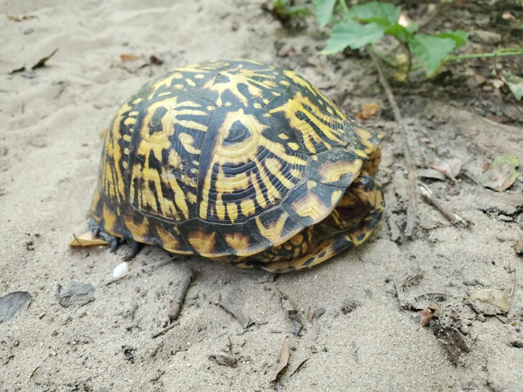 Eastern Box Turtle