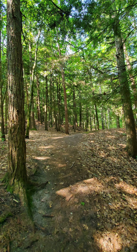 Forested trail