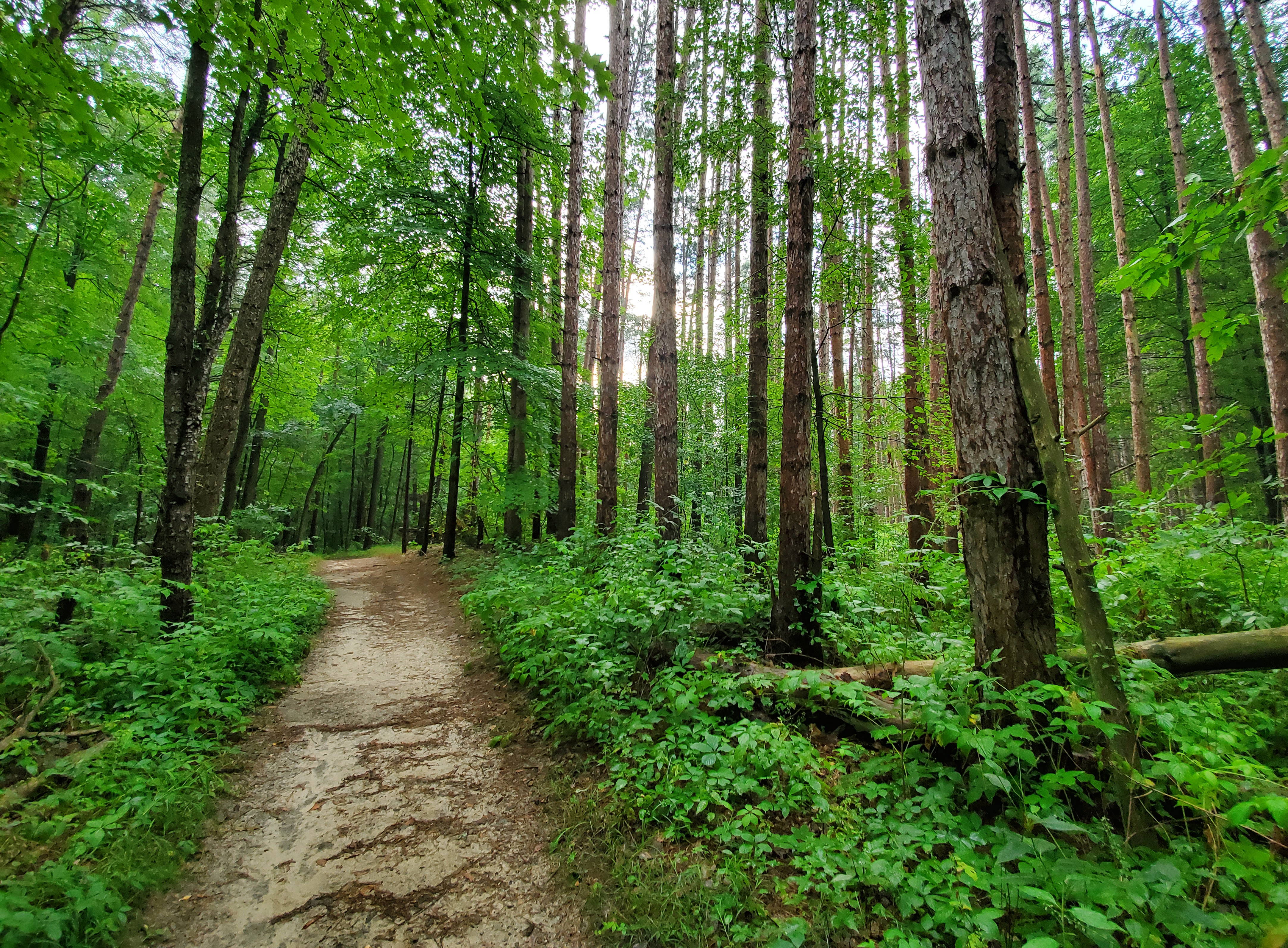 Bright green forested hiking trail at Lake Lansing North