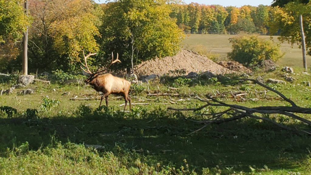 Bull Elk in October