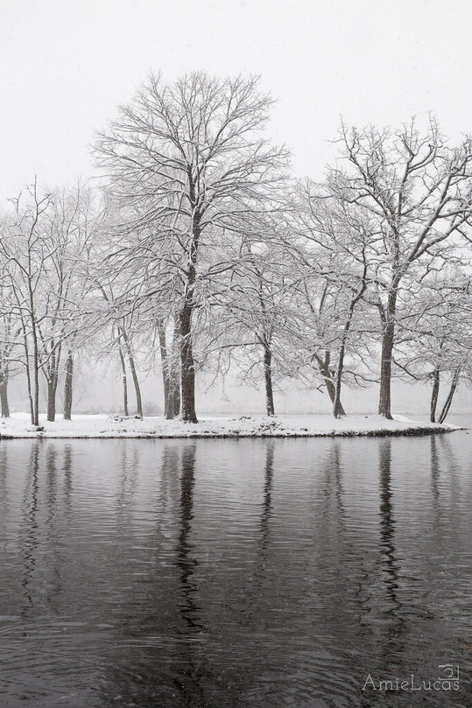 Snow covered trees on a river