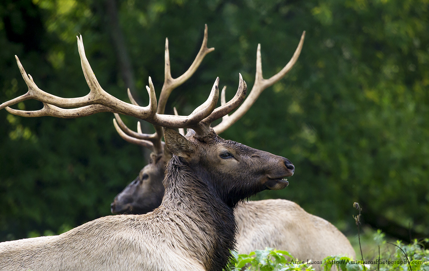 Experience the Elk at Gaylord's City Park - Camp. Hike. Explore