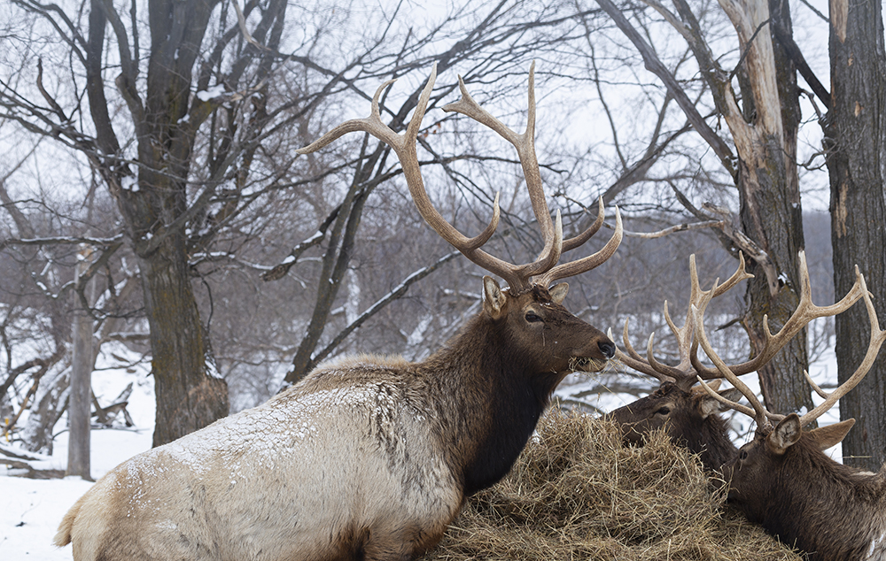 Bull Elk in winter