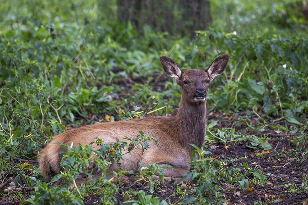 Calf