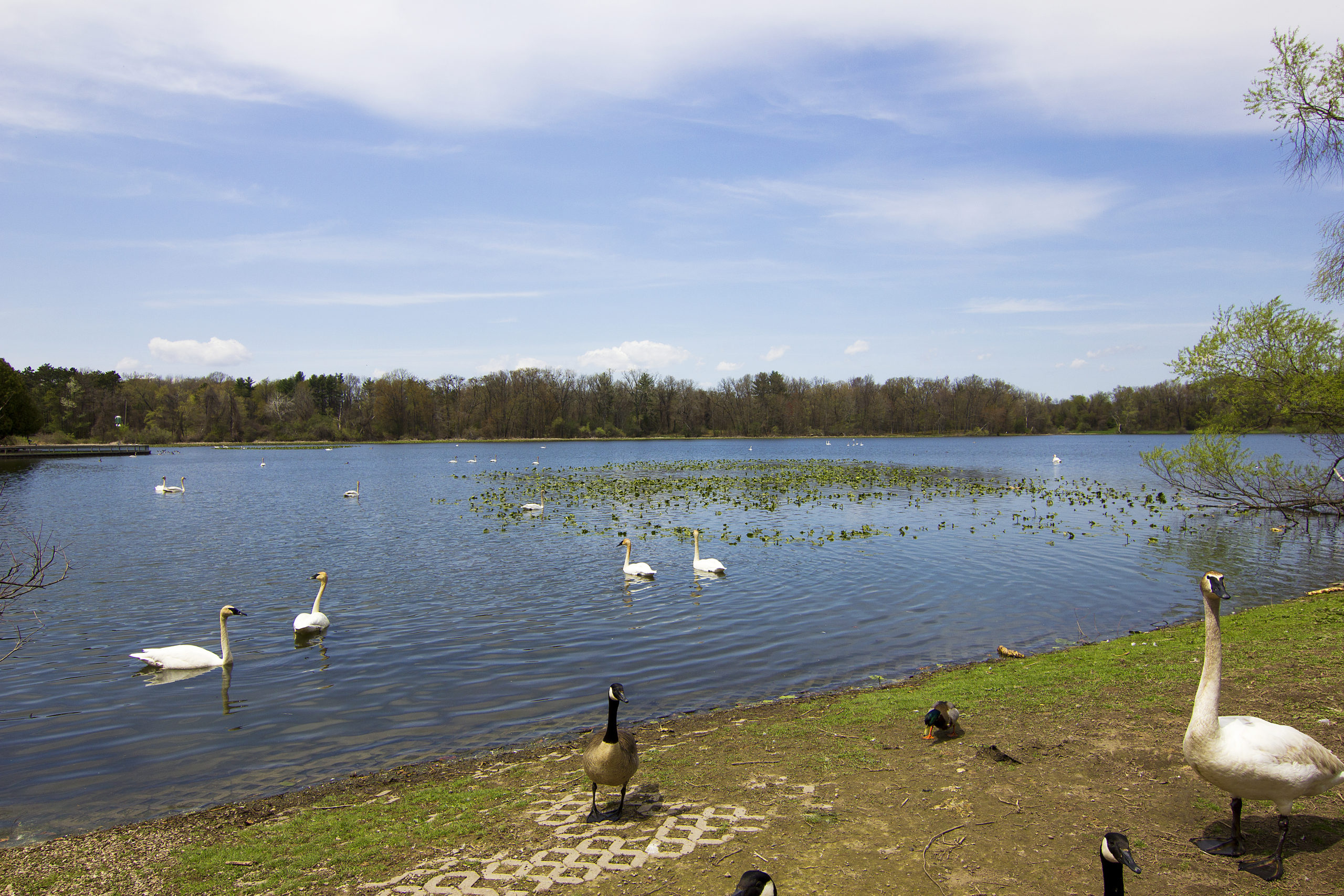 A Unique Wildlife Experience: W.K. Kellogg Bird Sanctuary