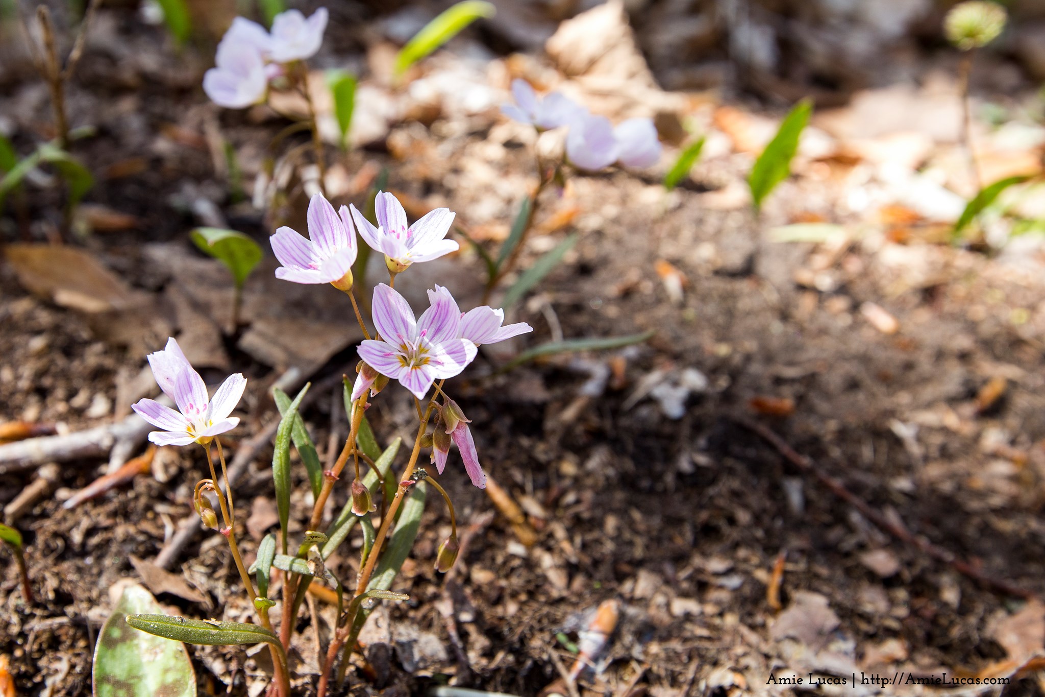 An Outdoor Michigan Spring Bucket List