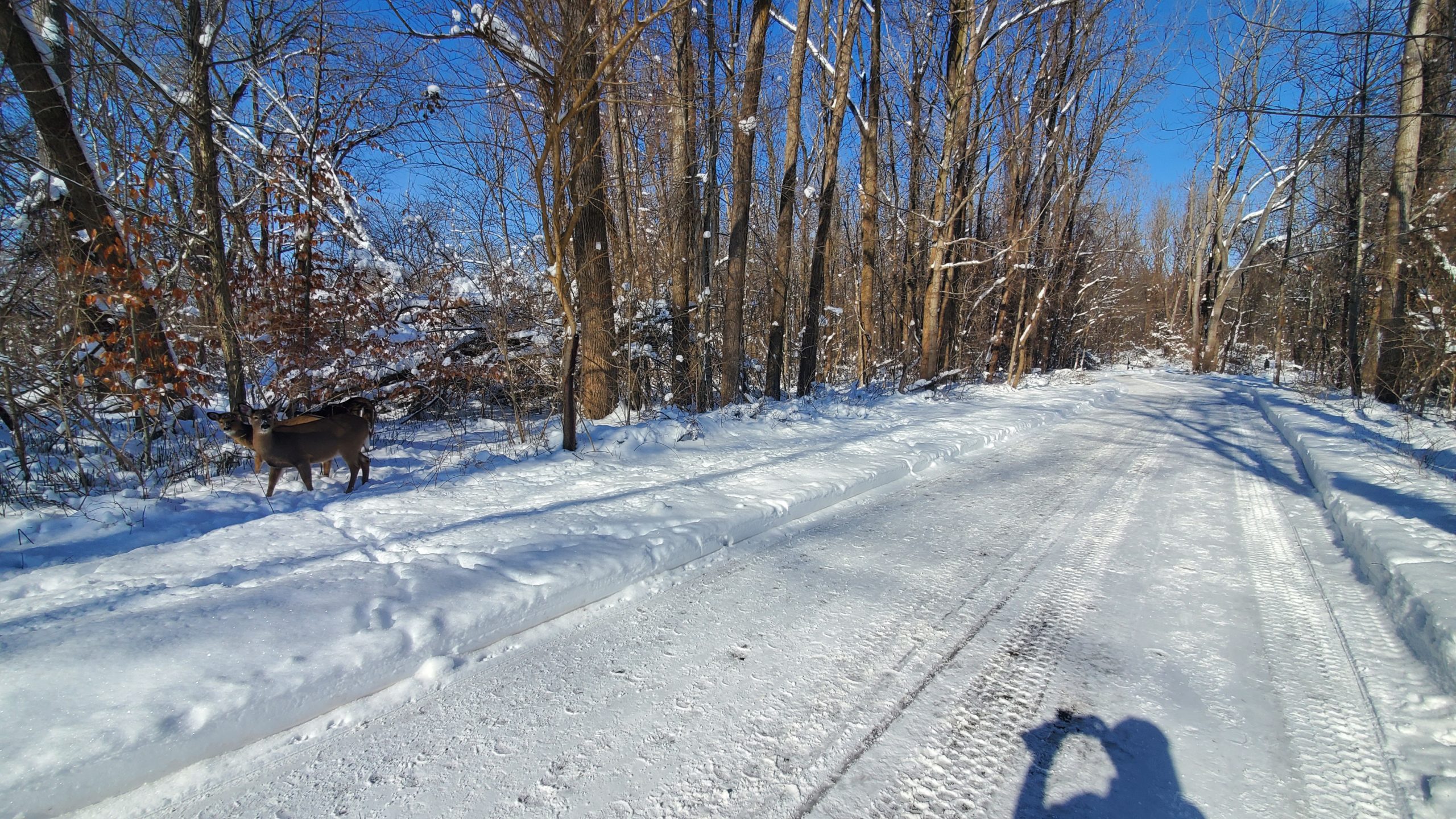 An Urban Pathway: The Lansing River Trail