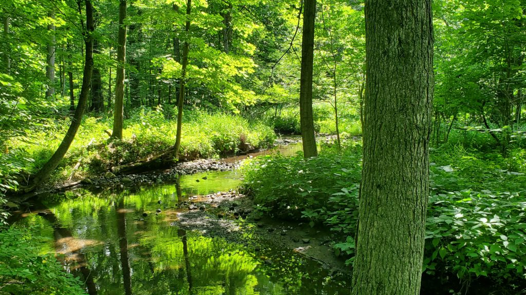 Mud Creek along the Ingham Conservation District trail