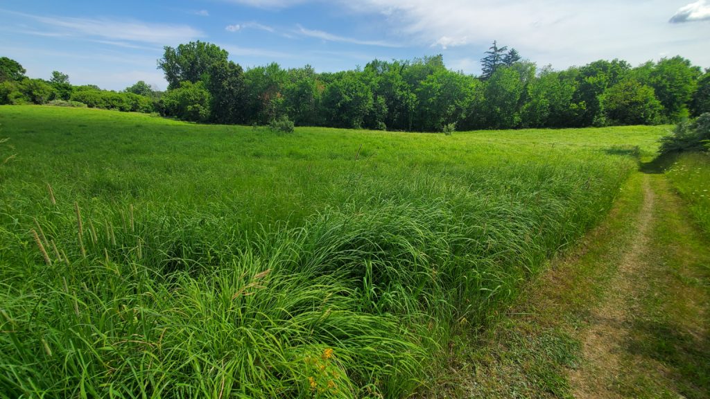 ICD Trail in field