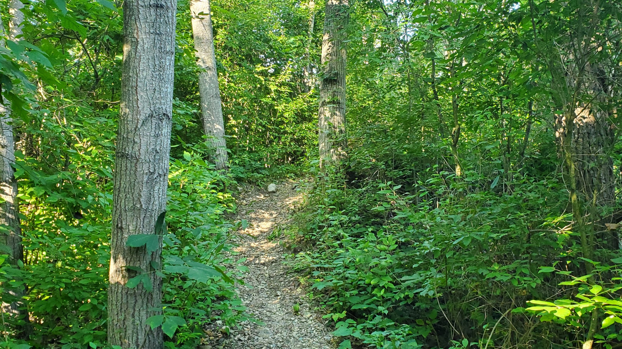 Running the Trails at Ionia State Recreation Area