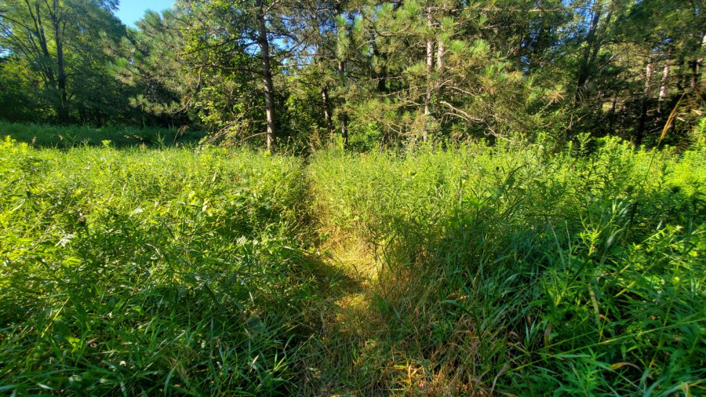 Overgrown open meadow trail