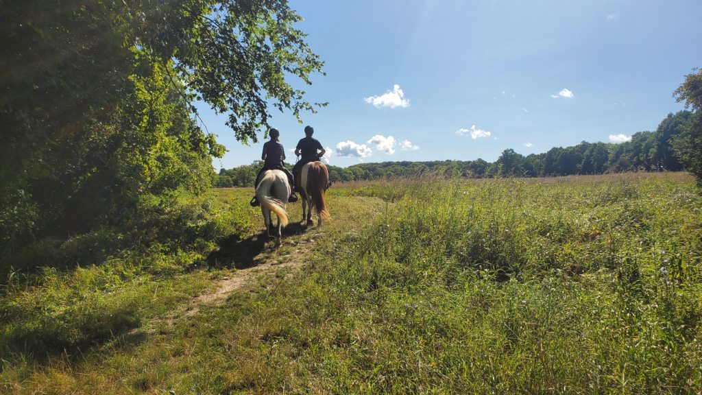 Two horses on a trail