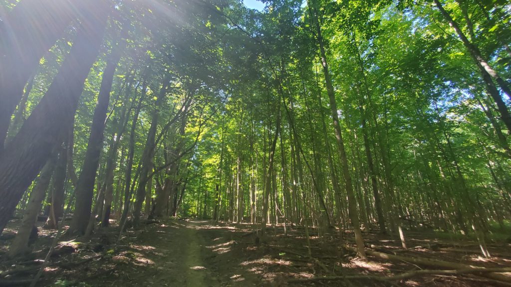 Forested trail