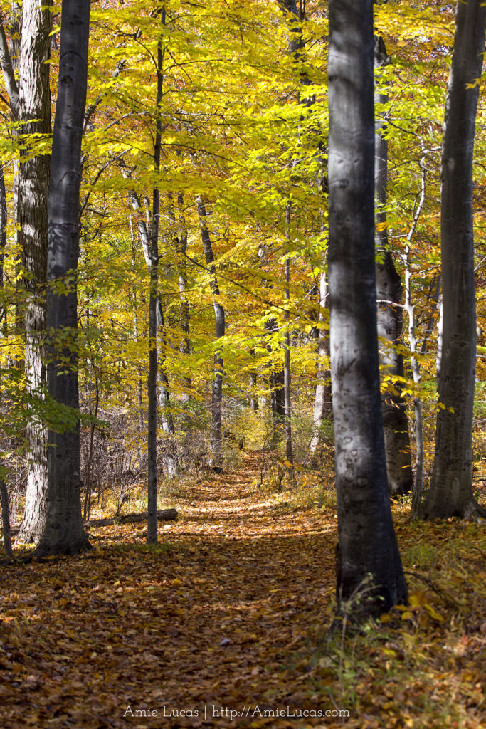 Trail in the fall