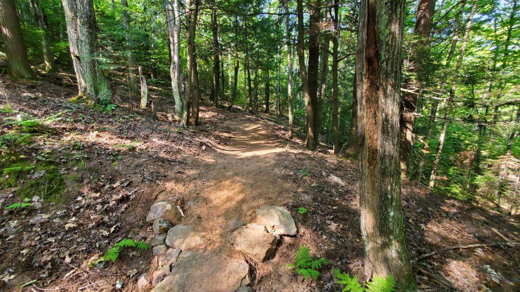 Wooded trail in Powell Township Recreation Area