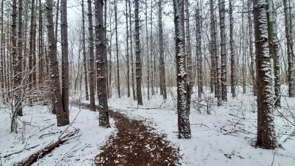 Burchfield in the winter