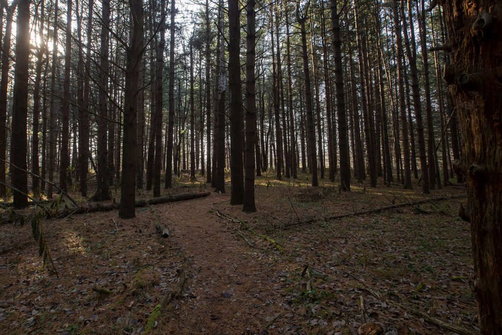 Trail winding through spruce and pine forest