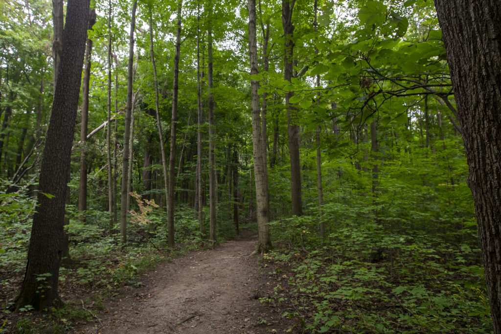 Maybury State Park Trail