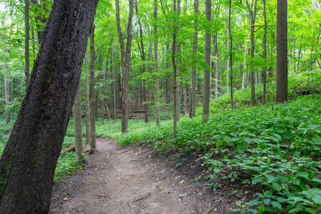 Maybury Hiking Trail