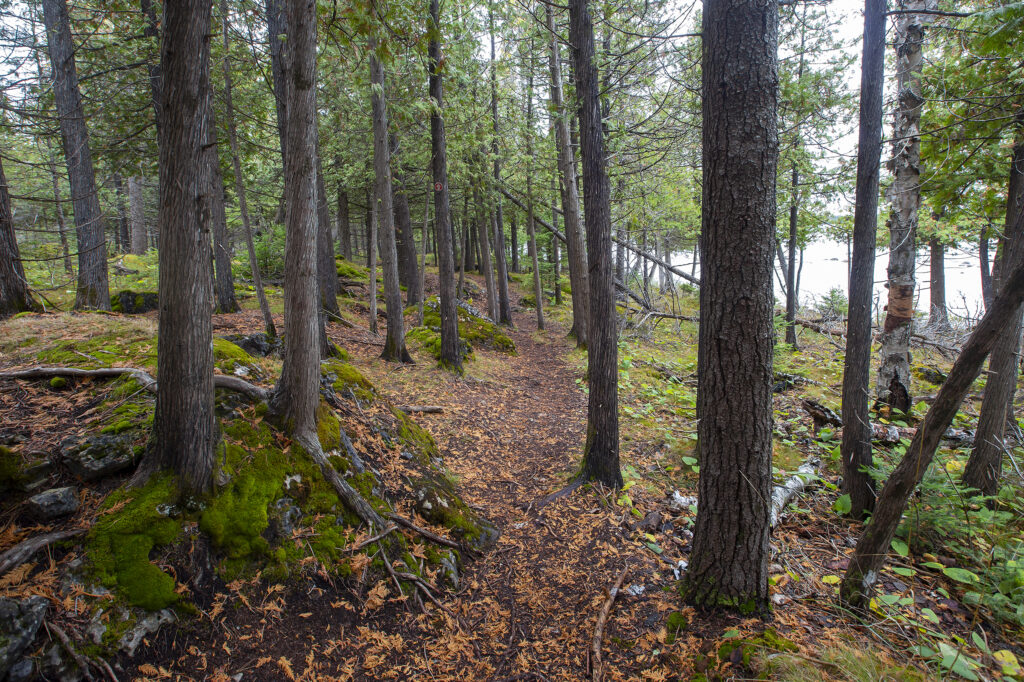 Bush Bay Trail