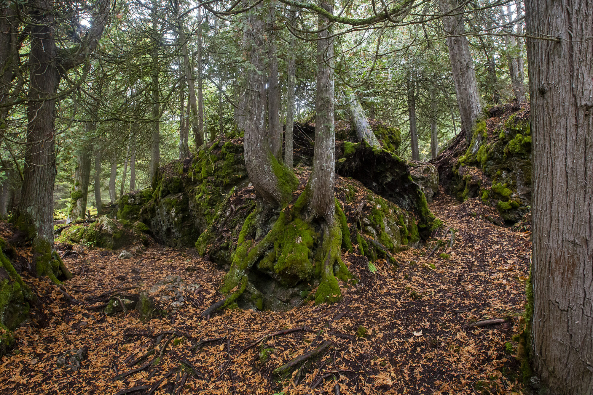 Large mossy rock with tree growing out of it next to a trail